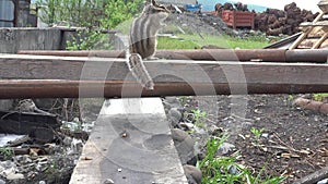 Chipmunk eating seeds