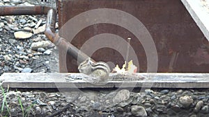 Chipmunk eating seeds