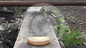 Chipmunk eating seeds