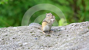 Chipmunk eating seeds