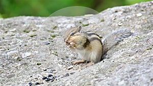 Chipmunk eating seeds