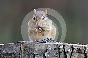 Chipmunk Eating Seeds