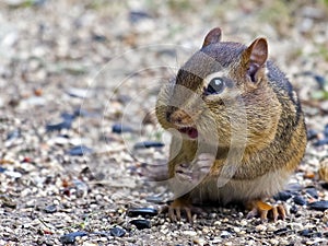 Chipmunk Eating Seeds