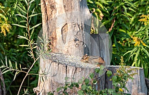 Chipmunk eating seeds on a tree stump in the park