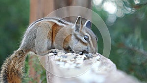 Chipmunk eating seeds on wooden fence rail then jumps away