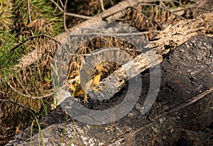 Chipmunk Eating Seeds At Yellowstone National Park