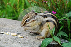 Chipmunk eating some grain