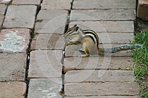 Chipmunk eating something