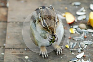 Chipmunk eating something