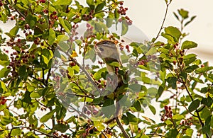 Chipmunk eating sugar plums