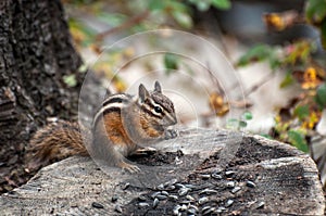 Chipmunk eating sunflower seeds