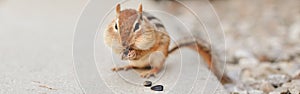 Chipmunk eating sunflower seeds. Yellow ground squirrel chipmunk eating feeding grains and hiding stockpile them in the cheek