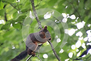 Chipmunk eating in the tree