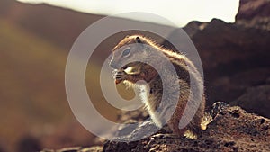 Chipmunk eating walnuts while sitting on a stone