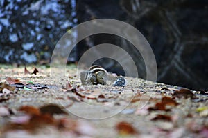 Chipmunk eating wheat stock photo