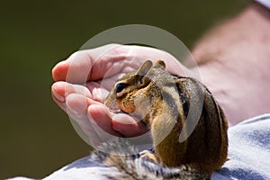Chipmunk Eats out of Hand