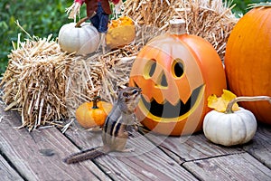 Chipmunk examines a smiling pumpkin