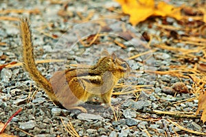 Chipmunk in fall