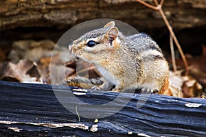 Eastern Chipmunk Tamias Striatus Sitting On Black Log In Forest