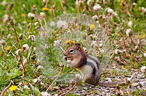 Chipmunk feeding