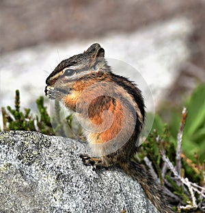 Chipmunk Feeding