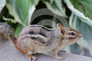 Chipmunk, female