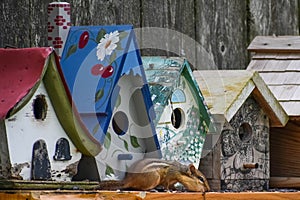 Chipmunk on Fence by Birdhouse