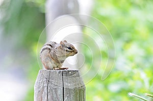 Chipmunk on a fencepost