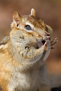 Chipmunk Filling his Cheeks.