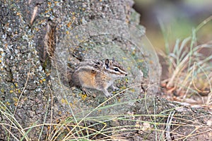 Chipmunk on a fir tree trunk.