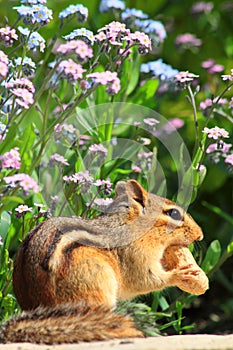 Chipmunk in Flower Garden