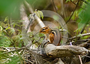 Chipmunk in the Forest photo