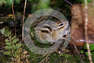 Chipmunk found bread