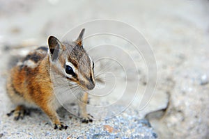 Chipmunk Freezes