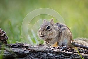 Chipmunk with fully stuffed cheeks in a woodland Fall seasonal scene