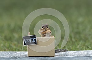 Chipmunk generic VOTE booth election concept peanuts for votes