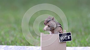 Chipmunk generic VOTE booth election concept peanuts for votes