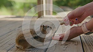 Chipmunk grabbing peanut out of Woman's hand and running away