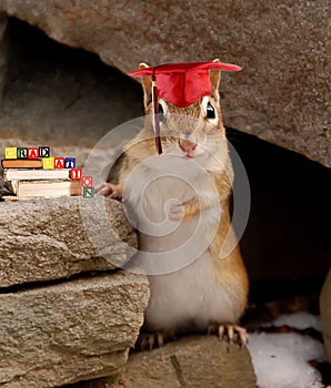 Chipmunk at graduation photo