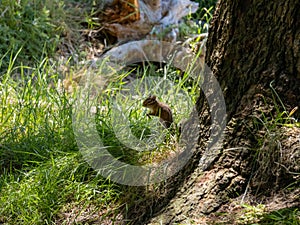 Chipmunk in Grass at base of Tree