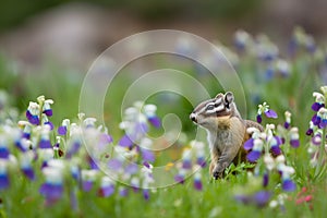 Chipmunk in the grass created with ai