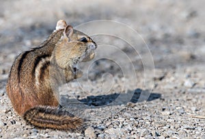 Chipmunk on gravel eating a peanut