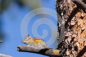 A chipmunk on guard duty