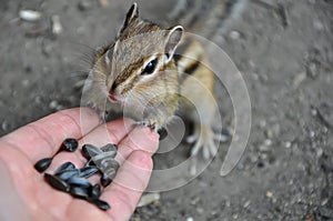 Chipmunk hand seeds feeding