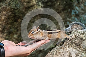 Chipmunk hand seeds feeding