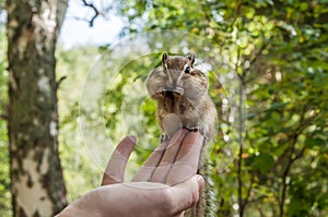 Chipmunk hand seeds feeding