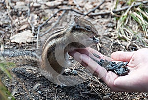 Chipmunk hand seeds feeding
