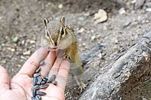 Chipmunk hand sunflower seeds feeding