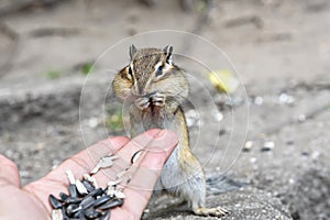 Chipmunk hand sunflower seeds feeding