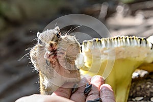 Chipmunk hand sunflower seeds feeding